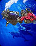 Dive link